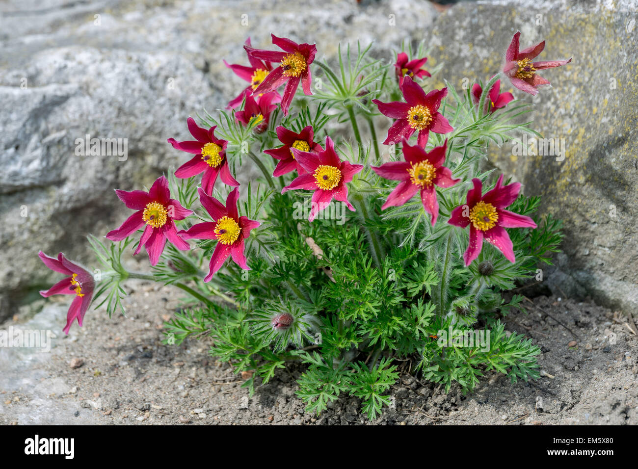 Fleurs Pulsatilla vulgaris anémone pulsatille rouge rode klokke Photo Stock  - Alamy