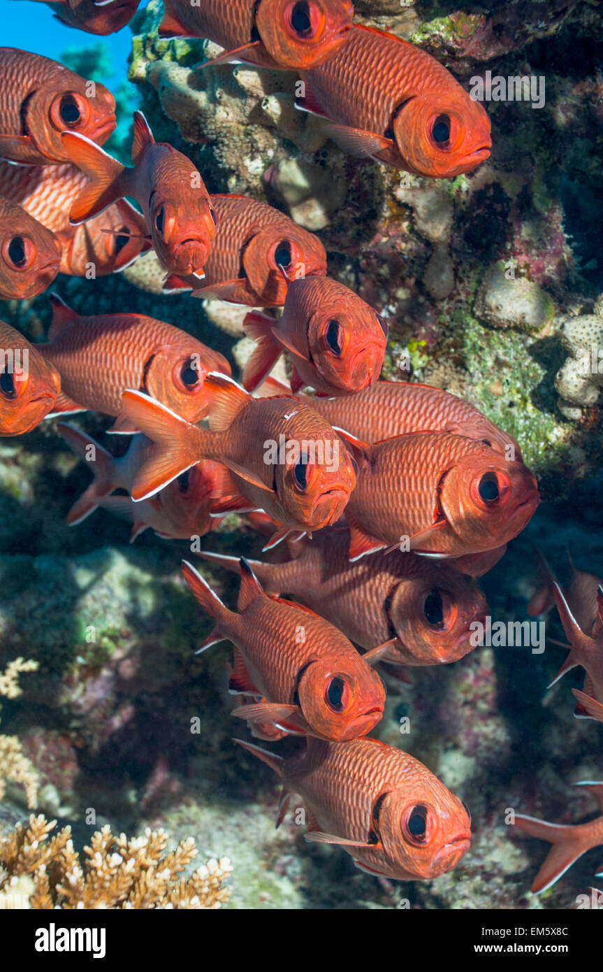 (Myripristis murdjan soldierfish rouge). L'Egypte, Mer Rouge. Banque D'Images