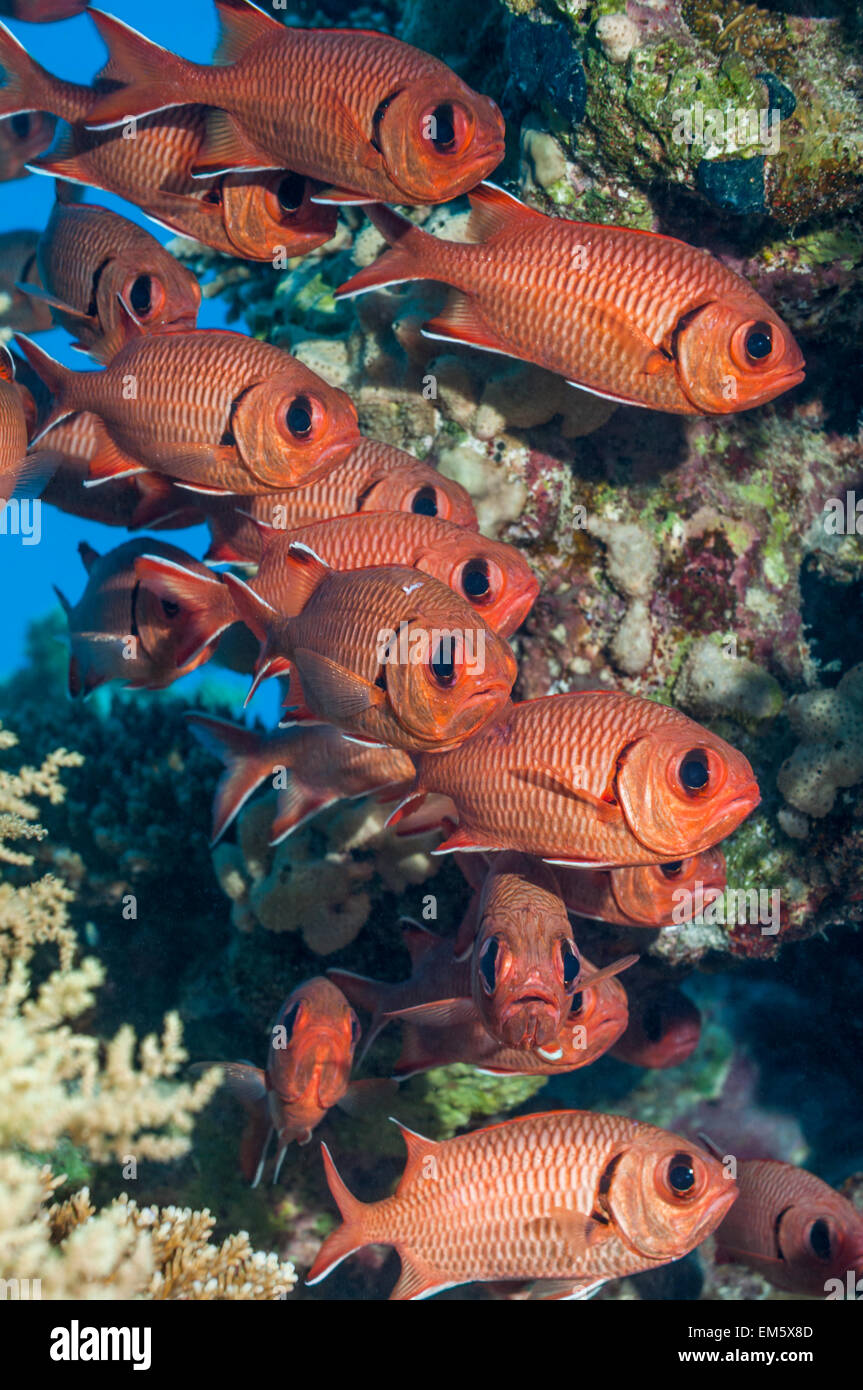 (Myripristis murdjan soldierfish rouge). L'Egypte, Mer Rouge. Banque D'Images