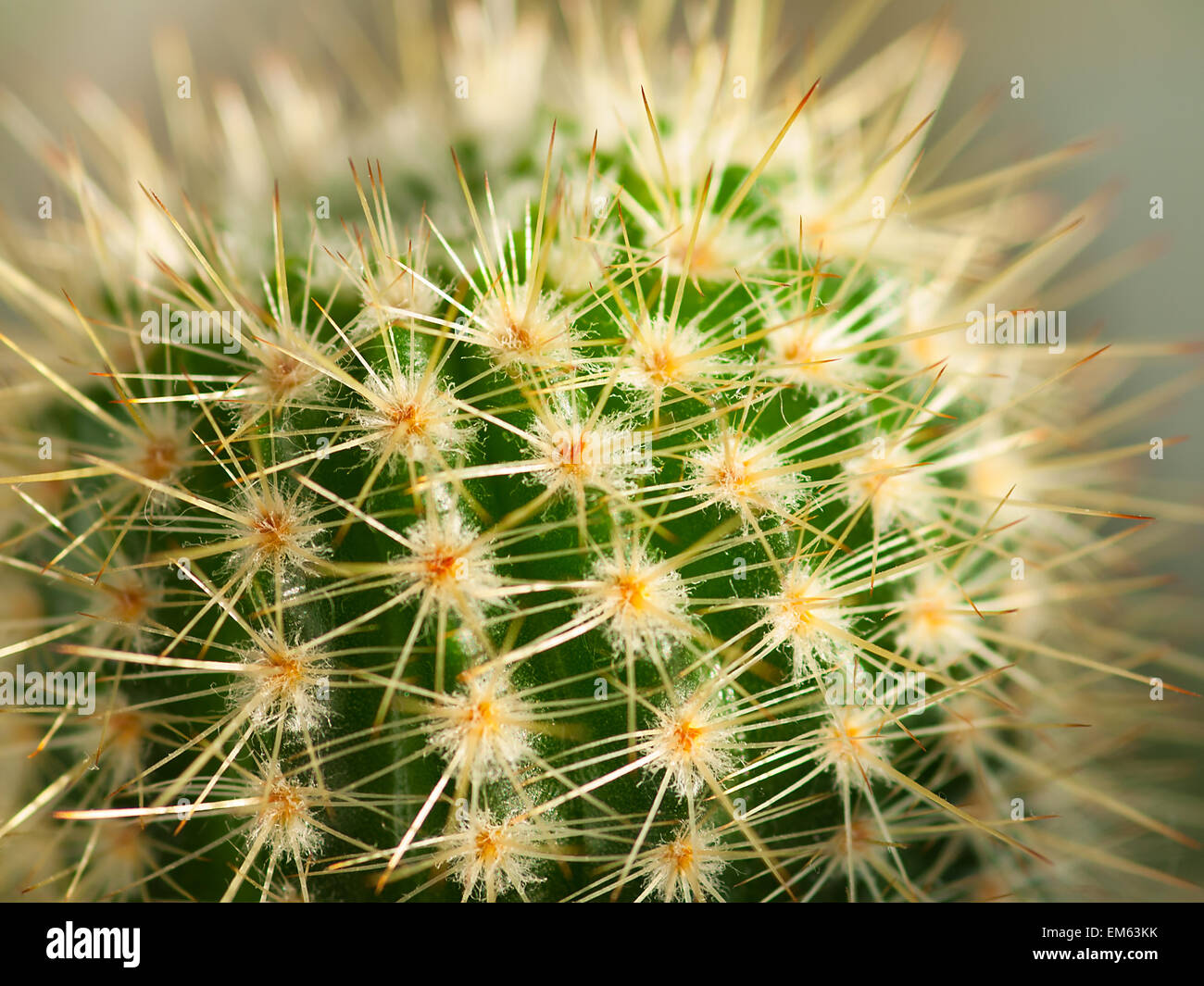 Close up of cactus en forme de globe avec de longues épines Banque D'Images