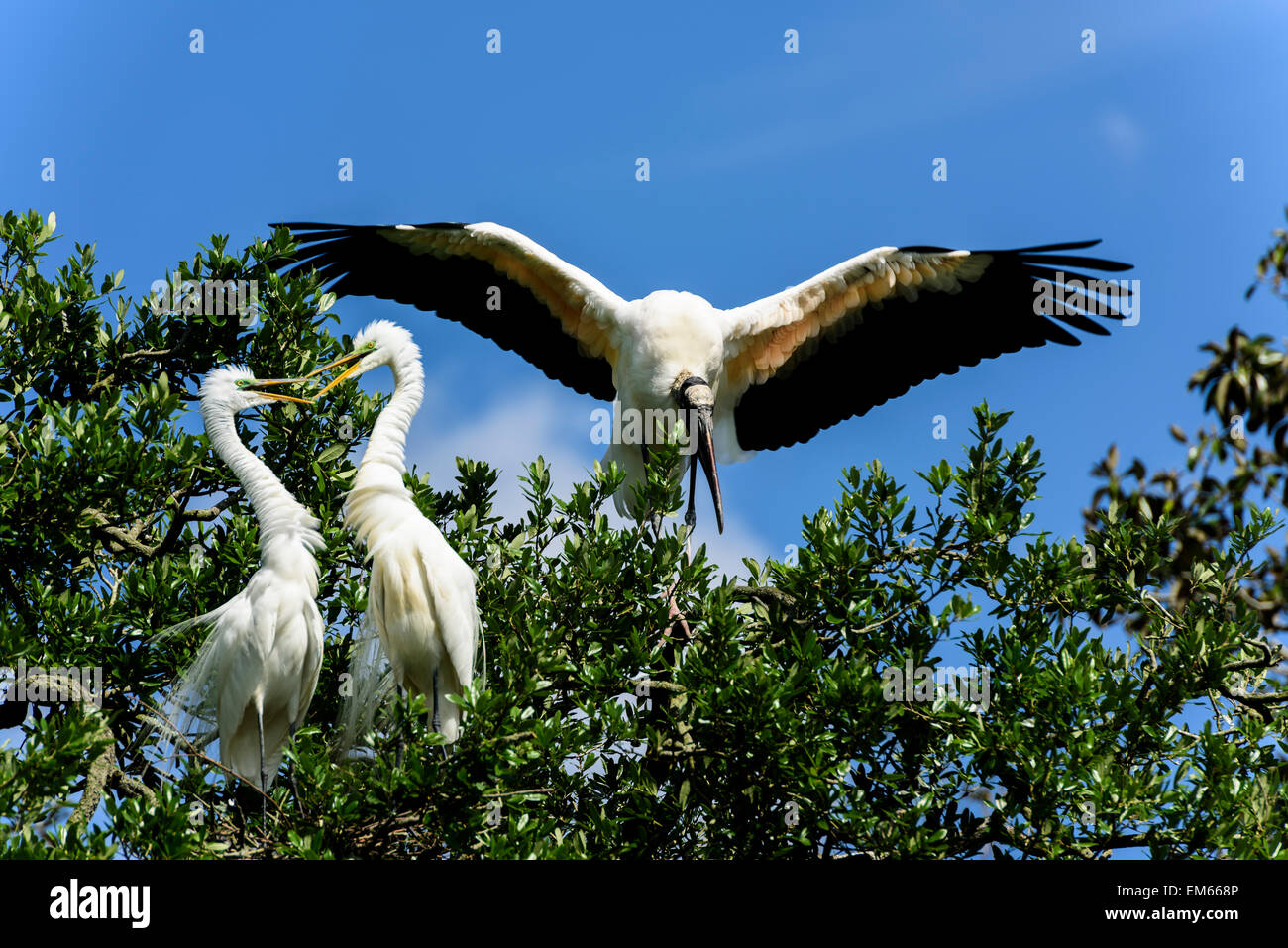 Wood Stork Banque D'Images