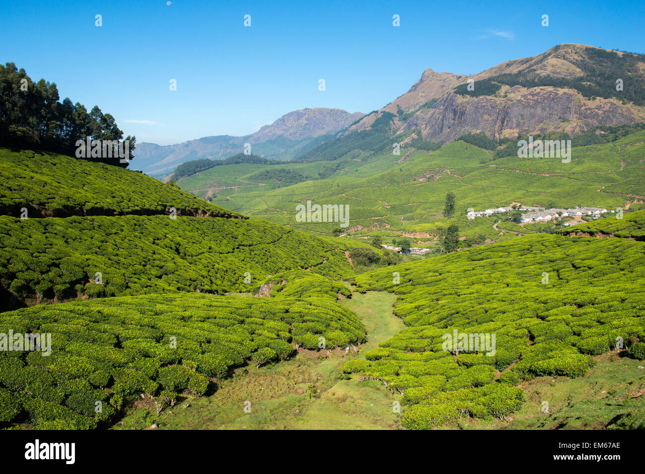 Les Plantations De Th Dans Les Collines De Munnar Kerala Inde Photo les-plantations-de-th-dans-les-collines-de-munnar-kerala-inde-photo