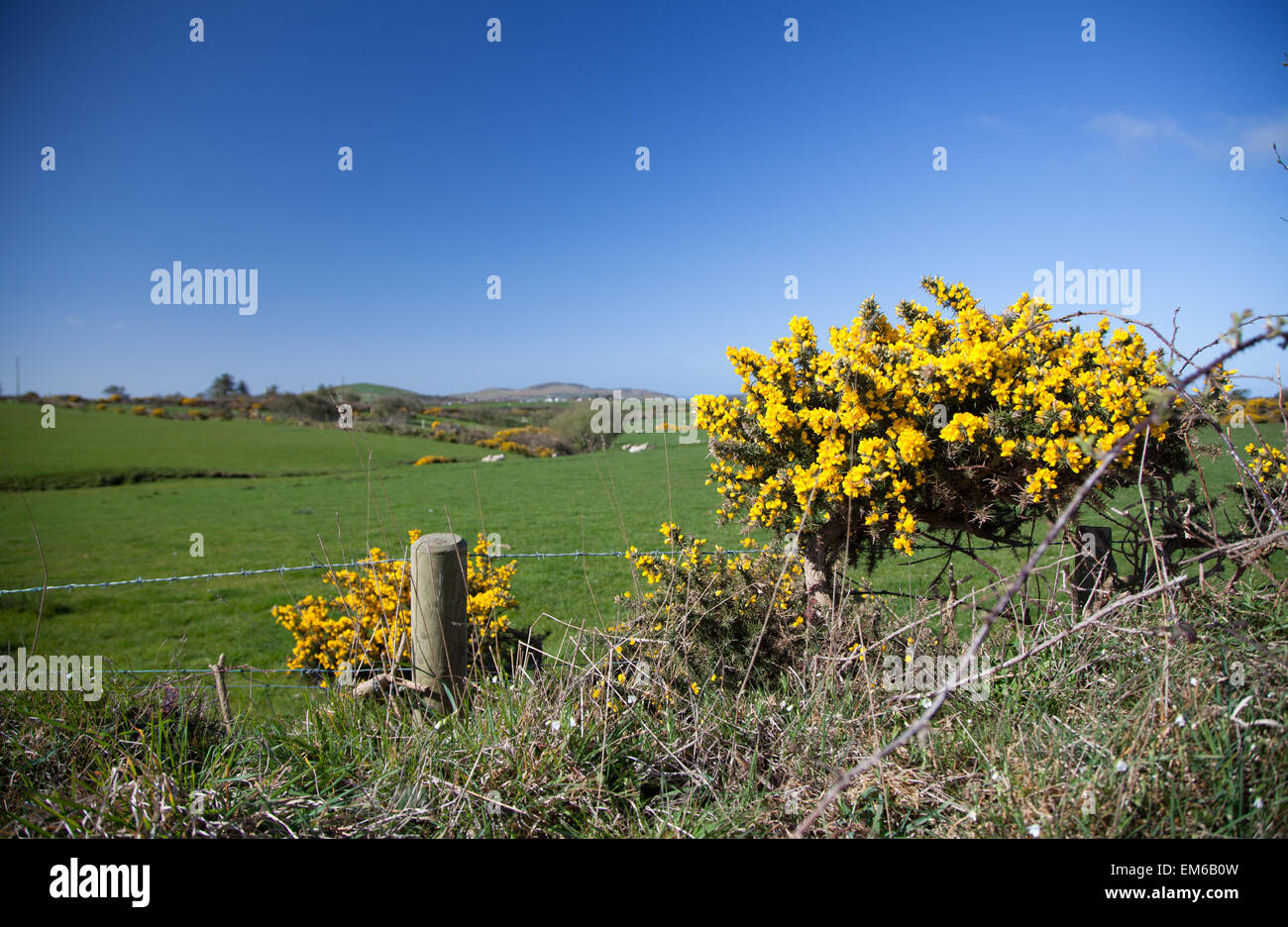 Un cliché pris sur une couverture d'ajoncs à la fin du printemps vers, Aberdaron Gwynedd, au nord du Pays de Galles à travers des champs verts et la campagne Banque D'Images
