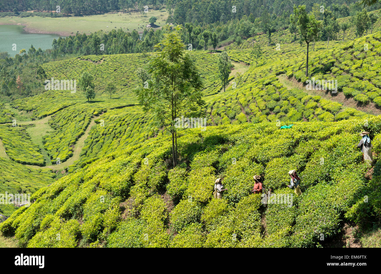 Les cueilleurs de thé au travail dans une plantation dans les collines de Munnar, Inde Banque D'Images