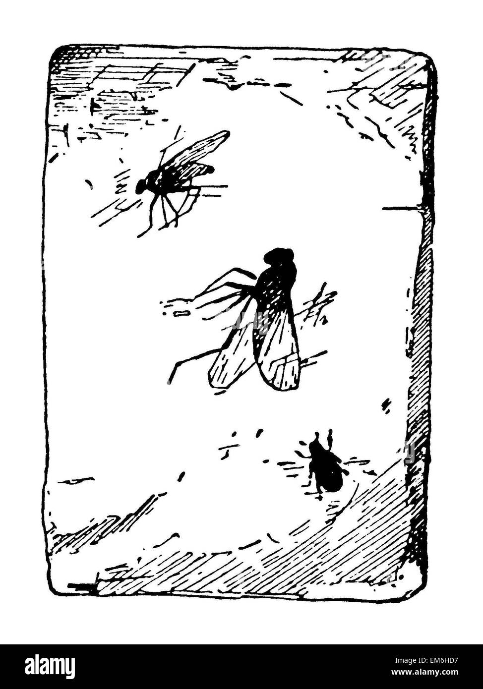 L'Amber avec trois insectes piégés (inclusions) Banque D'Images