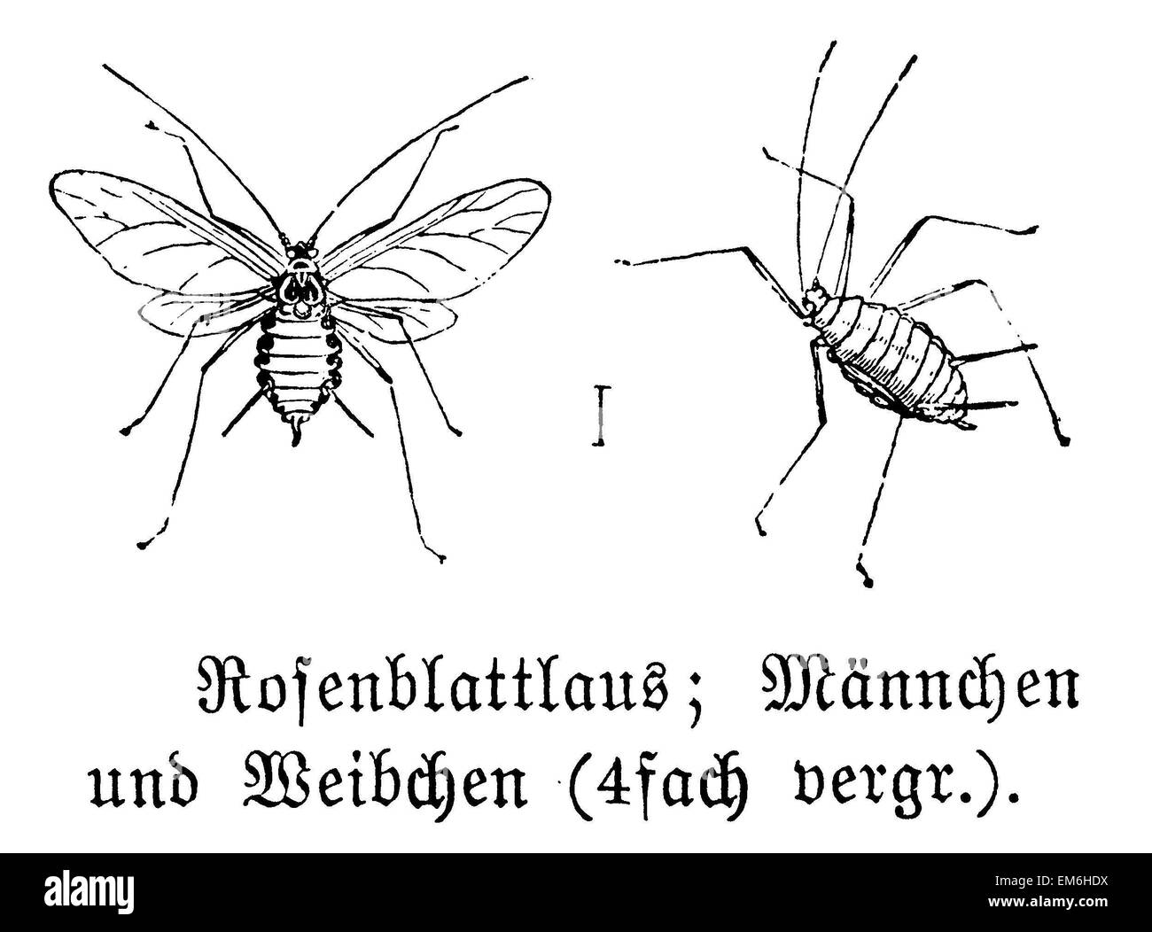 Puceron rose Banque D'Images
