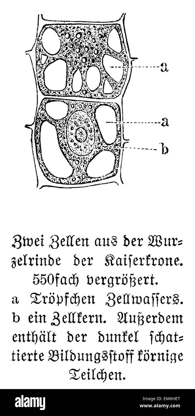 Cellules végétales Banque D'Images
