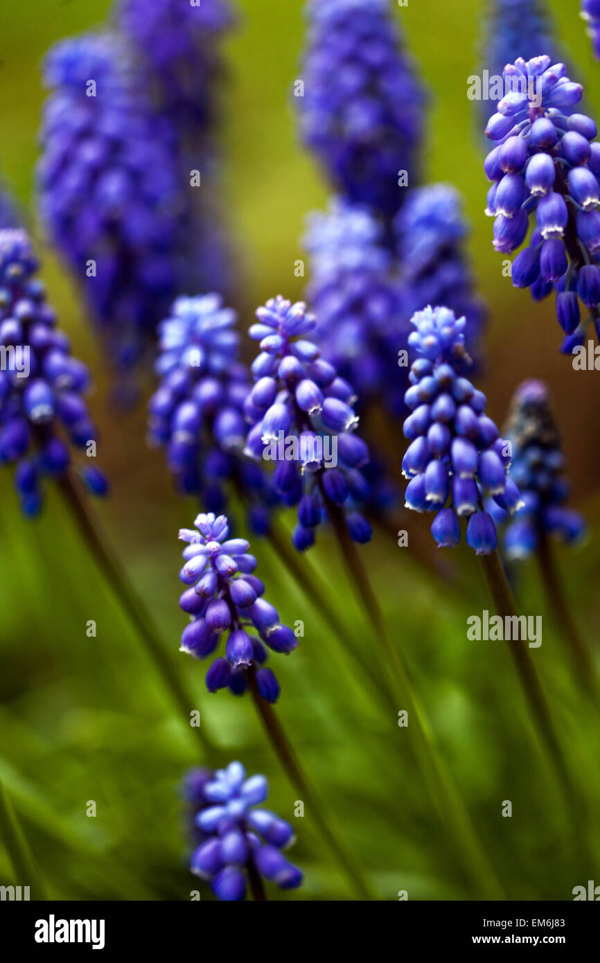 Grape Hyacinth Muscari armeniacum fleurs bleu Banque D'Images