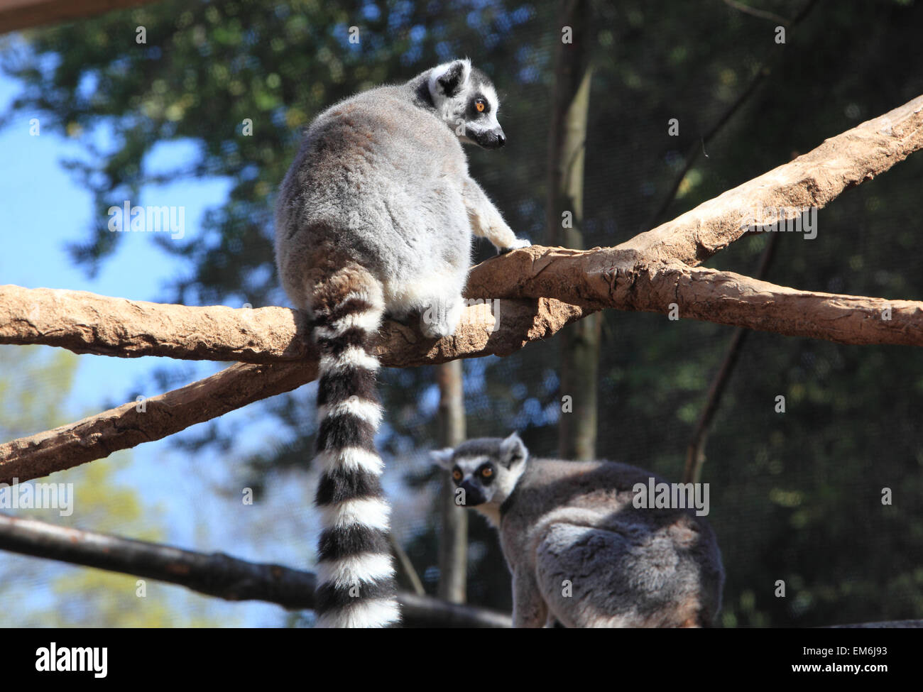 Queue anneau lémuriens dans le Zoo de Londres, dans leur nouvelle enceinte 'avec les lémuriens', dans Regents Park, Angleterre, RU Banque D'Images