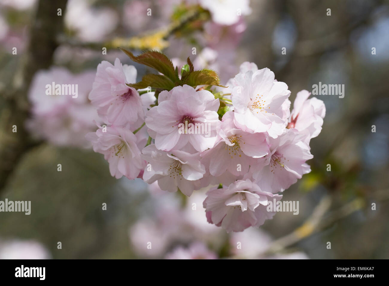 Matsumae hayazaki Prunus-floraison au printemps. Banque D'Images