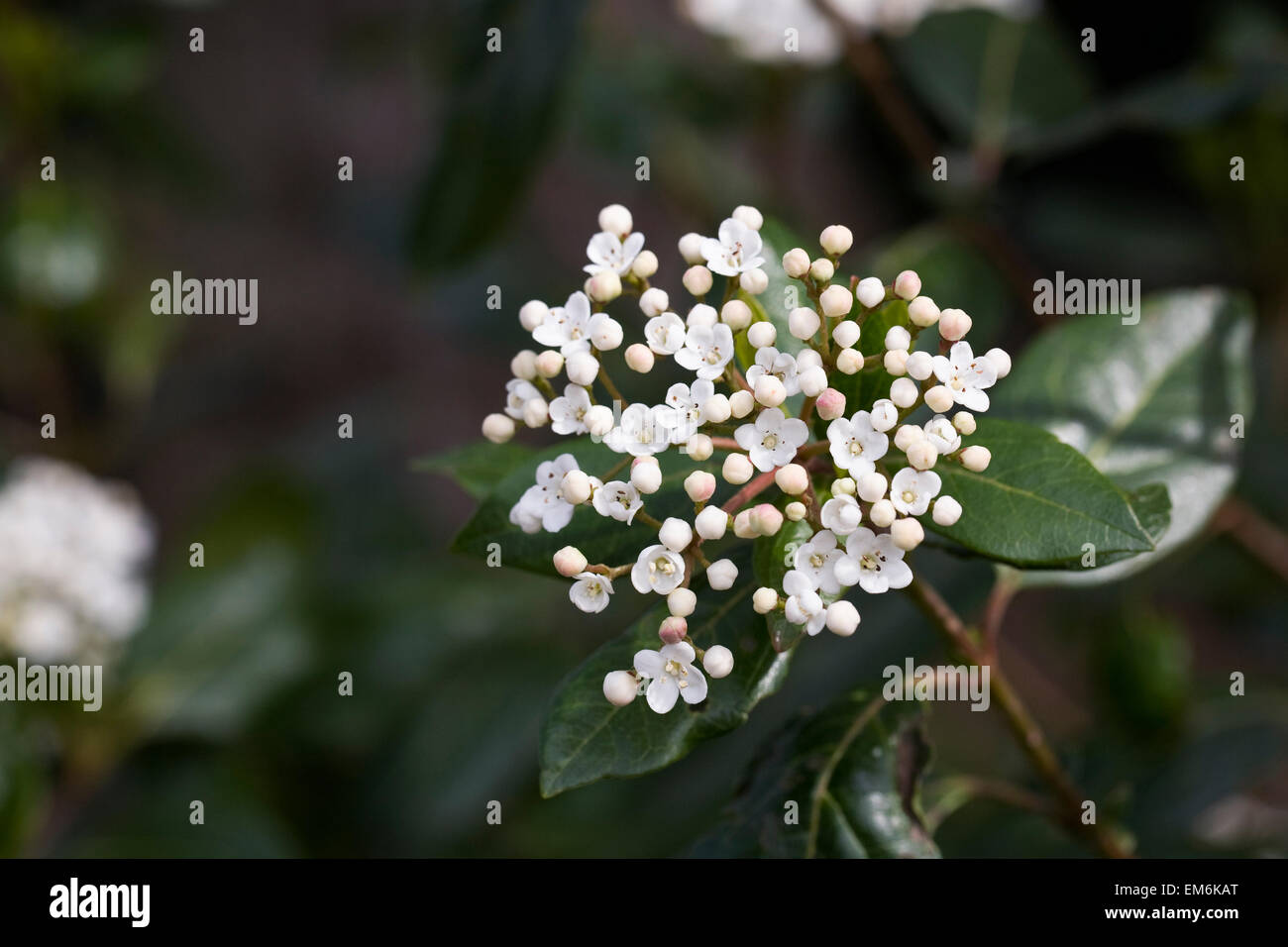 Viburnum tinus 'Lucidum' fleurit au printemps. Banque D'Images