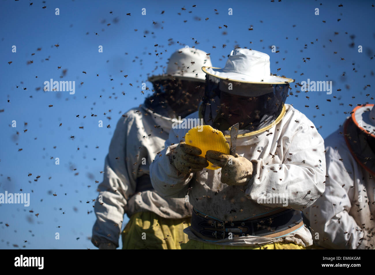 Les apiculteurs travaillent dans un essaim d'abeilles bourdonner un volant dans le Parc Naturel de Los Alcornocales, la province de Cádiz, Andalousie, Espagne Banque D'Images