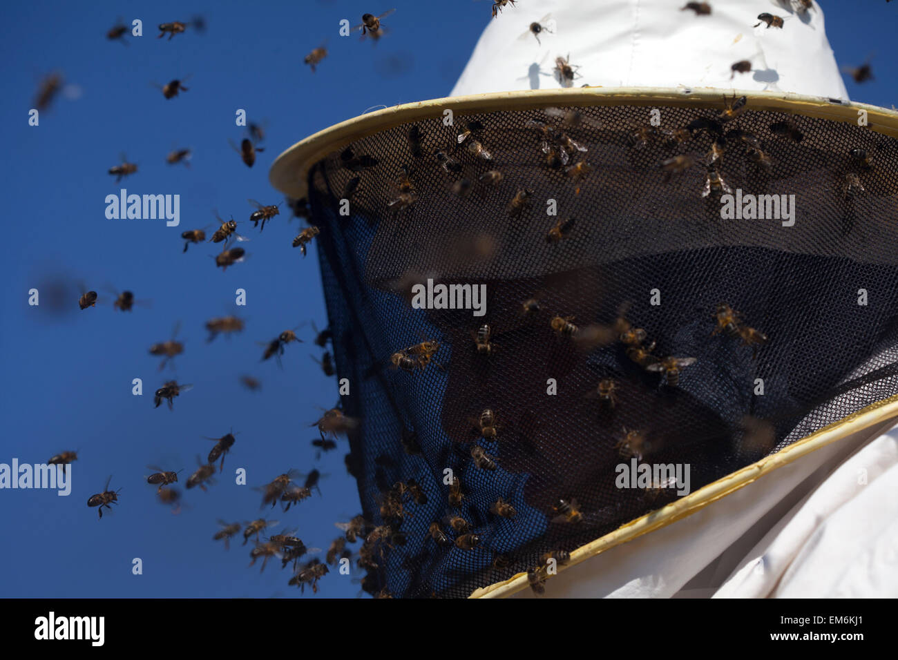 Un apiculteur promenades dans un essaim d'abeilles bourdonner un volant dans le Parc Naturel de Los Alcornocales, la province de Cádiz, Andalousie, Espagne Banque D'Images