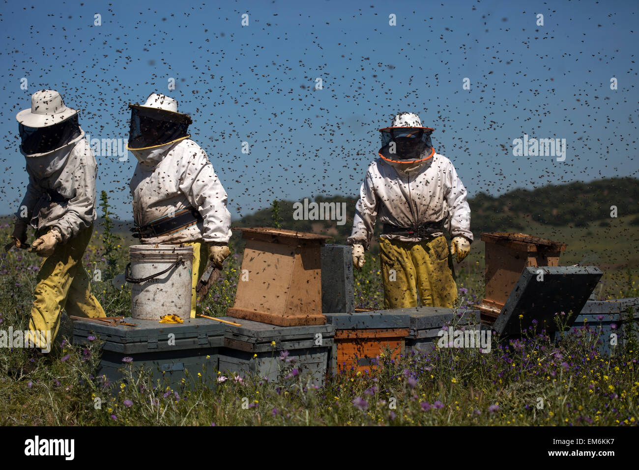 Les apiculteurs travaillent dans un essaim d'abeilles bourdonner un volant dans le Parc Naturel de Los Alcornocales, la province de Cádiz, Andalousie, Espagne Banque D'Images
