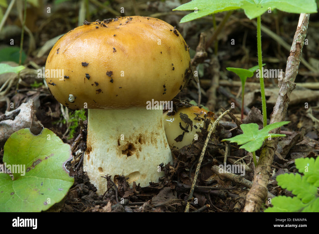 Une paire de nouveaux Russula subfoetens russula, puant, poussant dans une forêt dans la région naturelle des collines de la gloire, de l'Alberta Banque D'Images