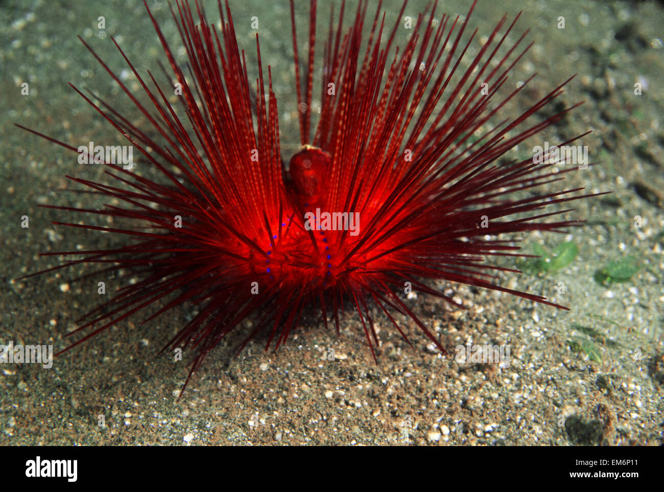Blue Spotted Sea Urchin (Astropyqa radiata), Papouasie-Nouvelle-Guinée Banque D'Images