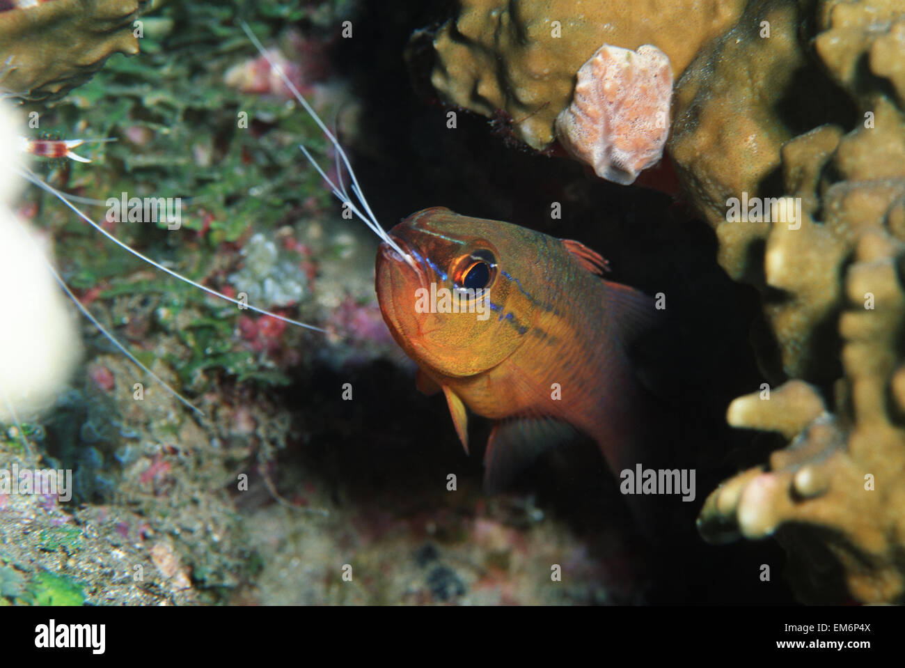 Close-up de Kauderni avec tentacules de crevettes qui dépasse de la bouche ; la Papouasie-Nouvelle-Guinée Banque D'Images