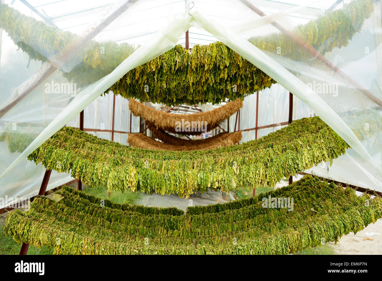 Le séchage des feuilles de tabac. Banque D'Images