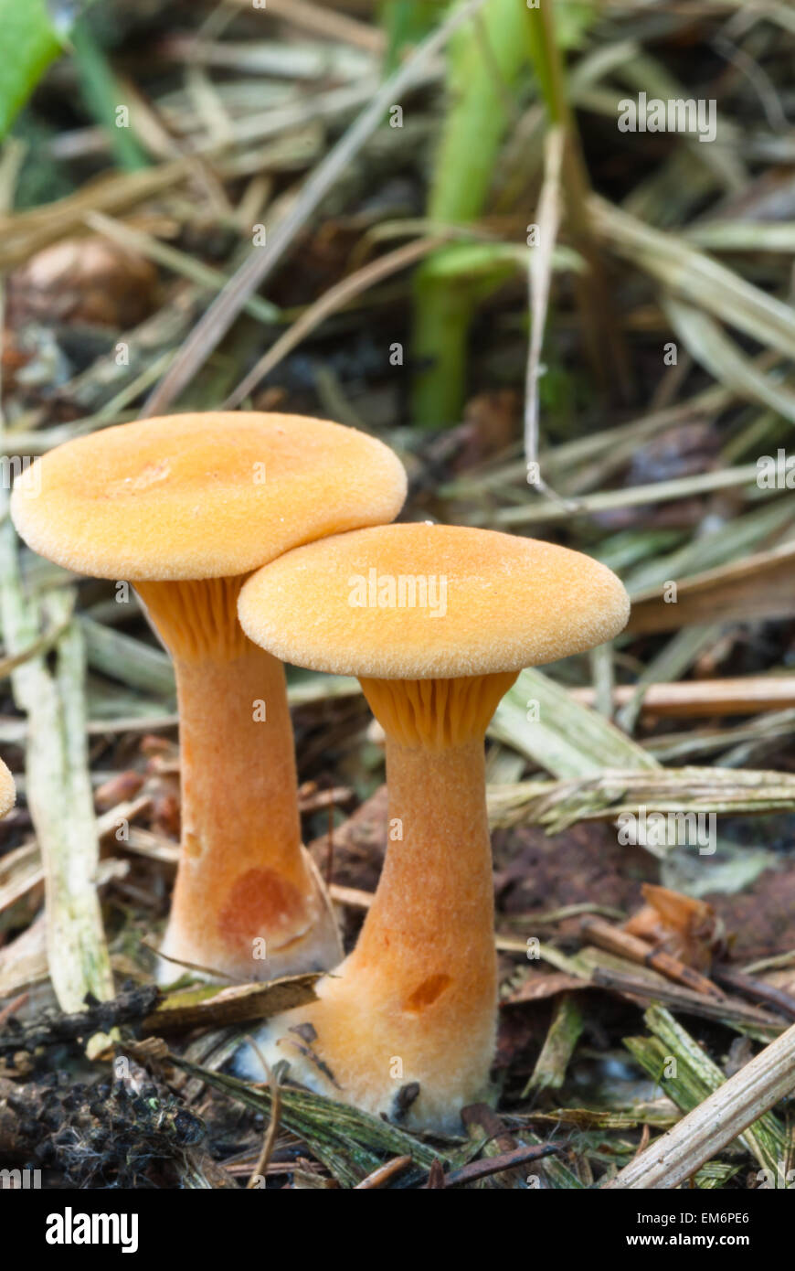 Une paire de faux chanterelles, Hygrophoropsis aurantiaca, poussant sur le sol forestier, Wagner Bog Natural Area, Alberta Banque D'Images