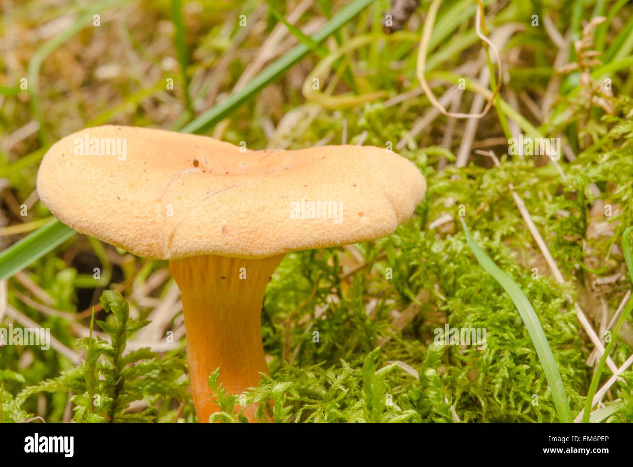 Seule fausse girolle, Hygrophoropsis aurantiaca, grandissant dans la mousse des bois, Wagner Bog Natural Area, Alberta Banque D'Images