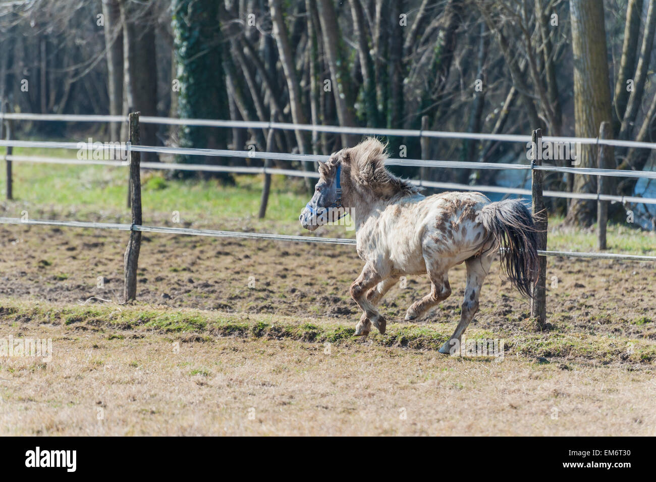 Un cheval, poney, au galop dans la barrière Banque D'Images