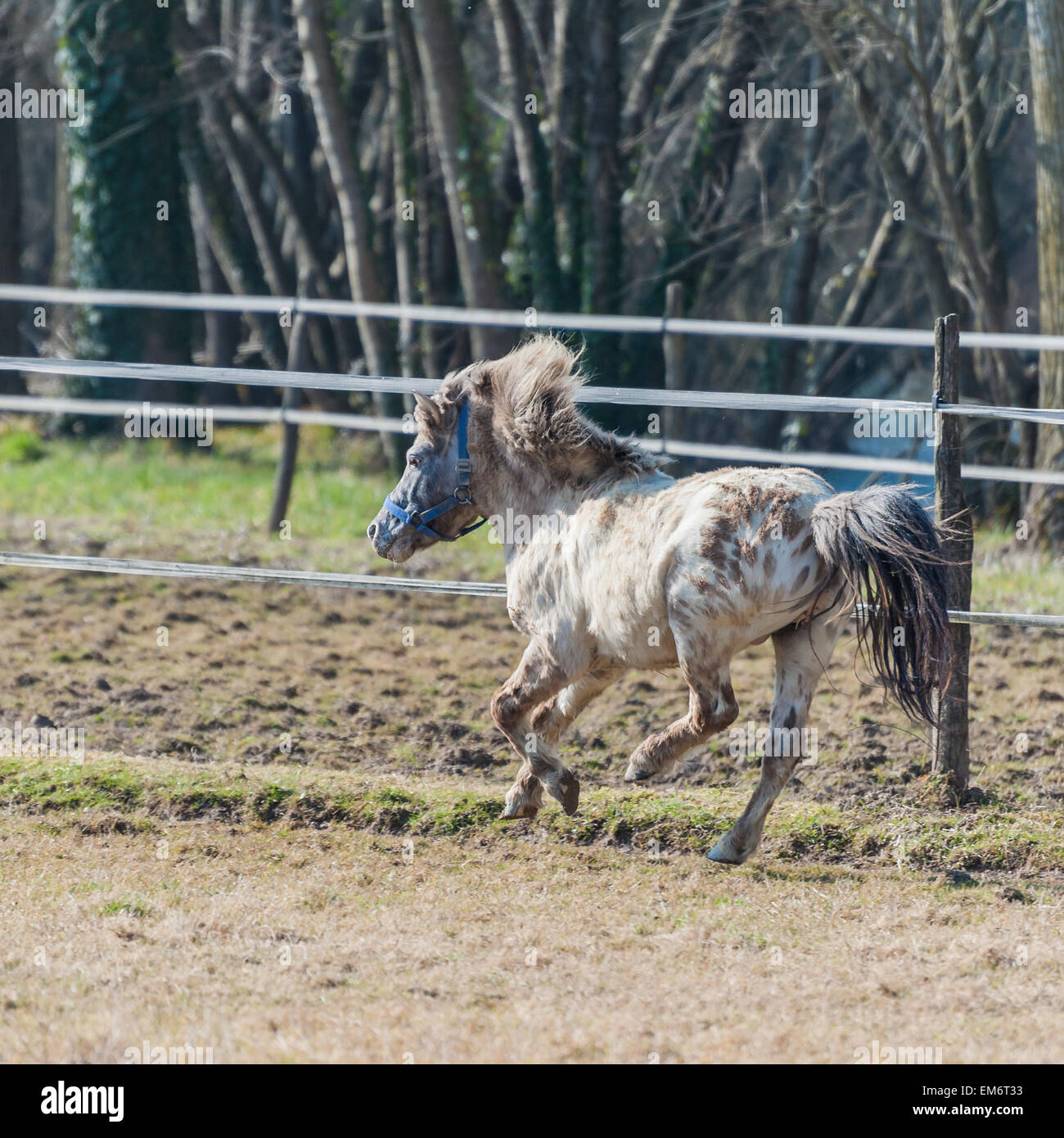 Un cheval, poney, au galop dans la barrière Banque D'Images
