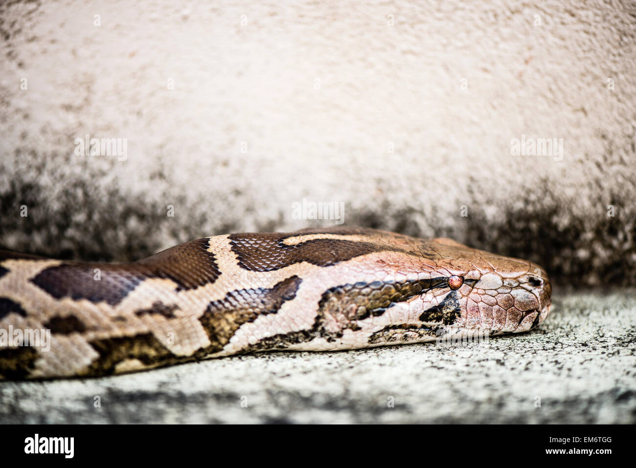 Python reticulatus, est parmi les plus longs serpents et reptiles existants dans le monde. Banque D'Images