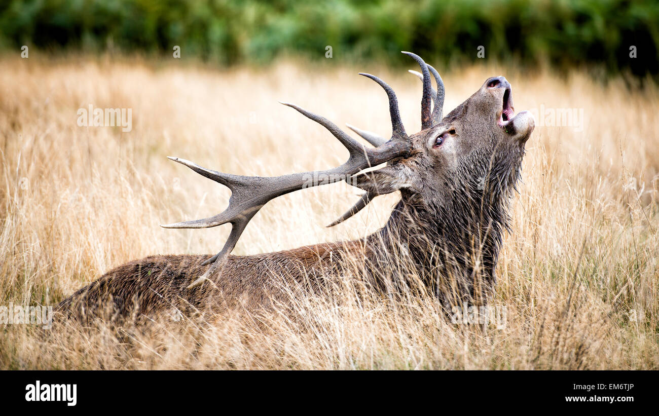 Le Cervus elaphus, connu sous le nom de Red Deer. Le mâle est appelé red deer Stag ou Hart. Banque D'Images