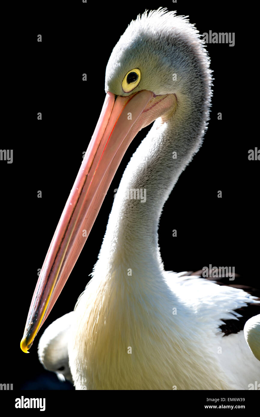 Portrait of Australian Pelican. Pelican a long bec avec un brillant et puissant les yeux. C'est un oiseau blanc avec des ailes noires Banque D'Images