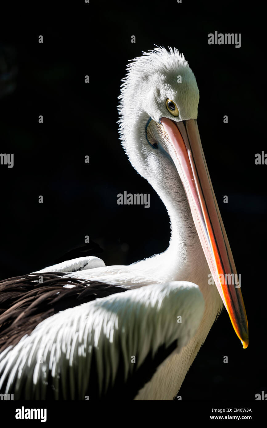Portrait of Australian Pelican. Pelican a long bec avec un brillant et puissant les yeux. C'est un oiseau blanc avec des ailes noires. Banque D'Images