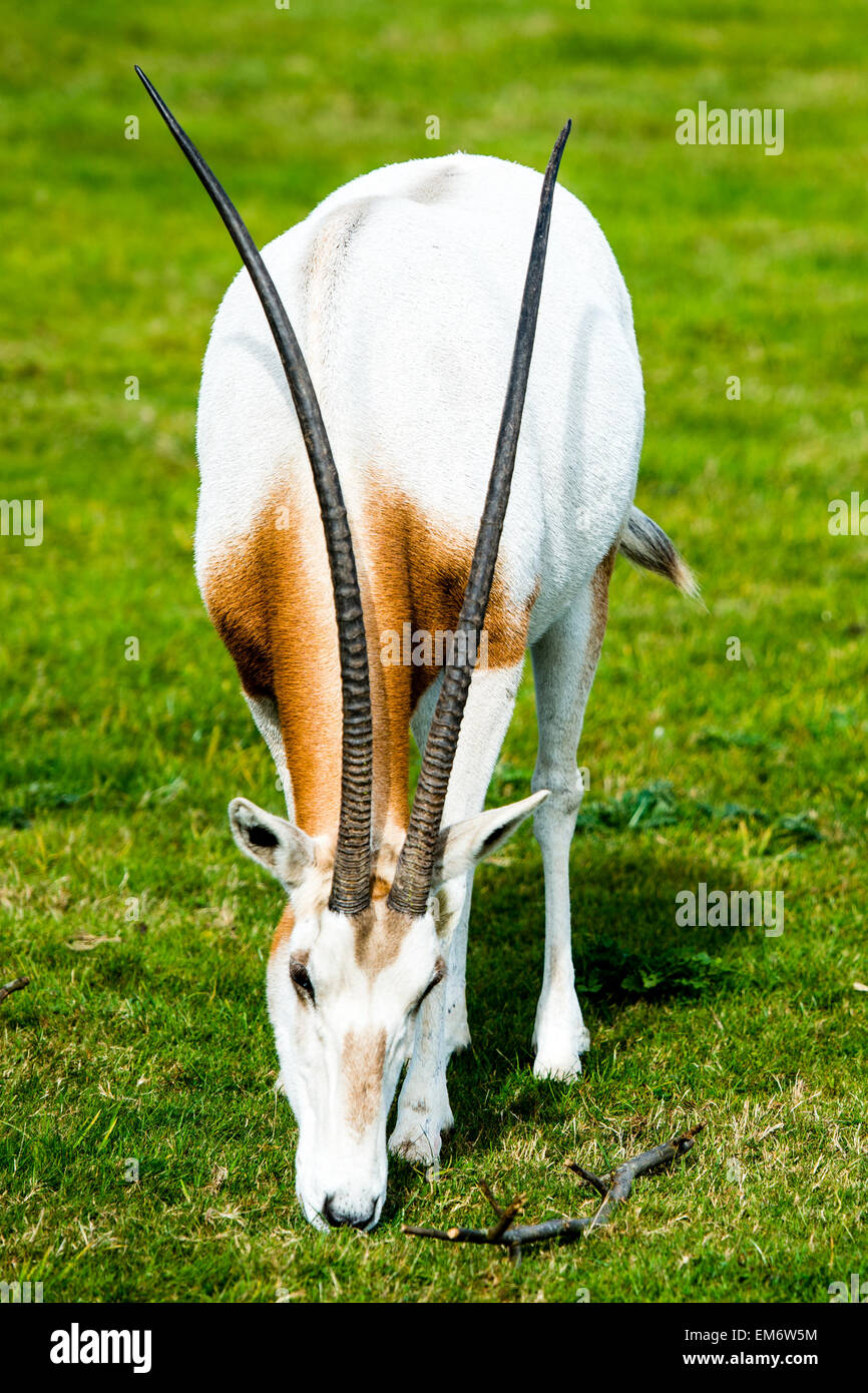 Scimitar-horned oryx à l'état sauvage. Cette antilope à cornes en spirale  est la robe blanche avec une croix rouge-brun et la poitrine marquage noir  Photo Stock - Alamy