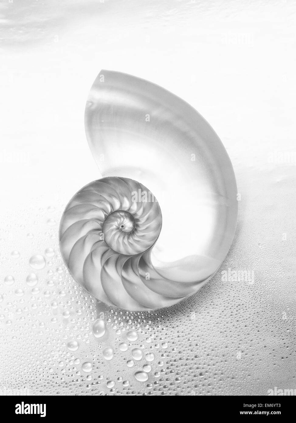 Pearl Nautilus Shell réduit de moitié montrant Chambers (noir et blanc). Banque D'Images