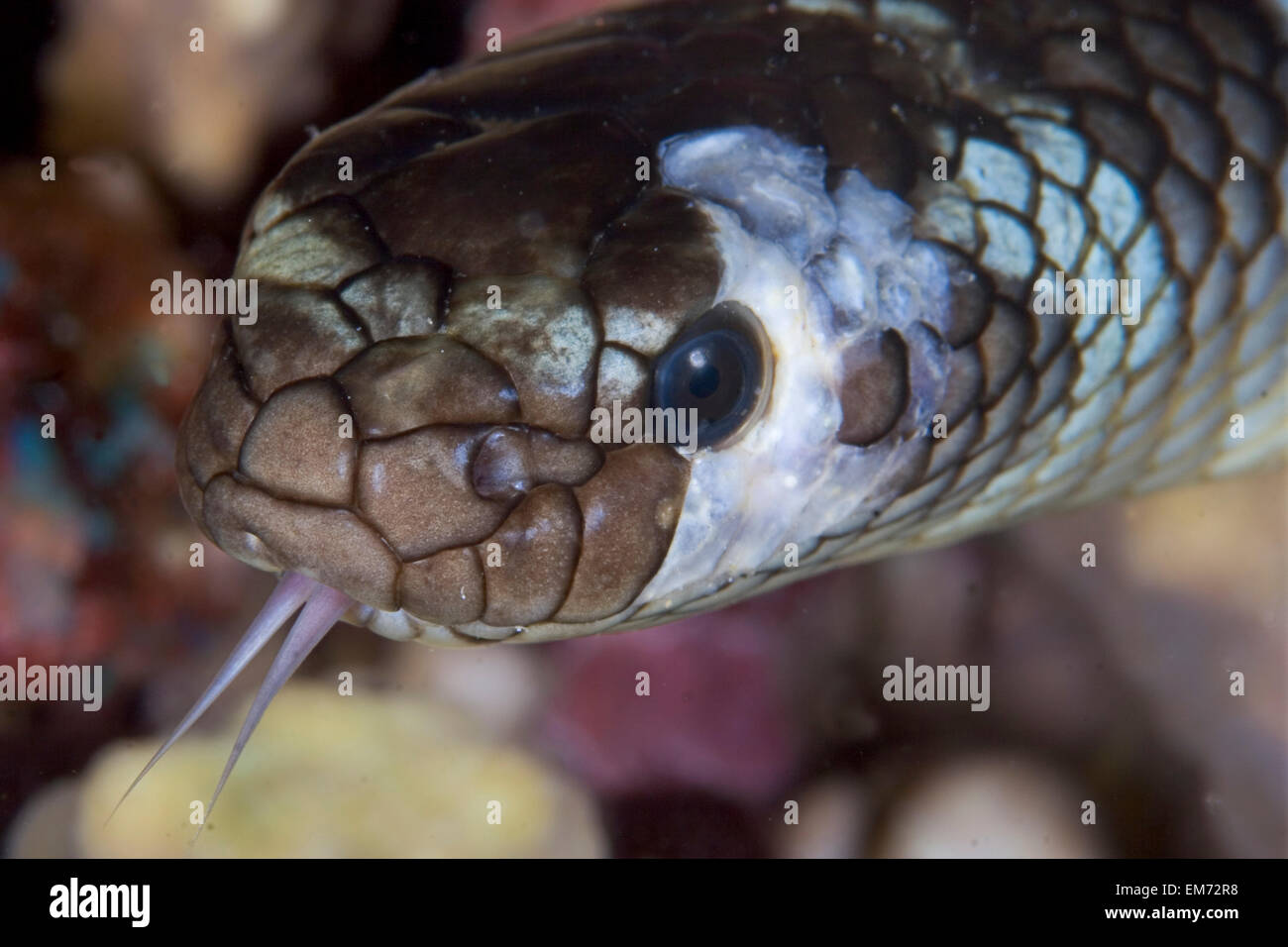 L'Indonésie, Mer de Banda, Serpent de mer d'olive, Close-Up de tête. Banque D'Images