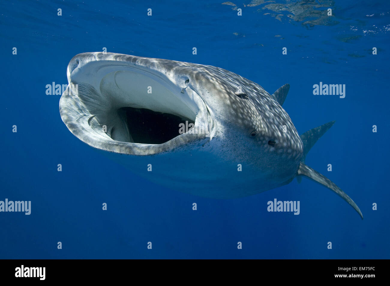 Hawaii, Big Island, Kona, Requin-baleine (Rhiniodon typus) avec la bouche grande ouverte Banque D'Images