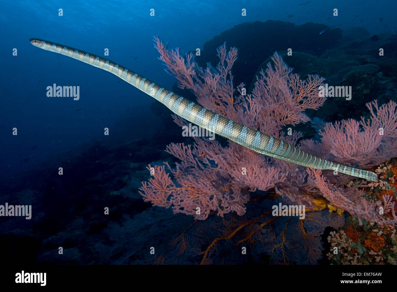 L'Indonésie, Mer de Banda, Serpent de mer olive nage passé ramifiée Coral Banque D'Images