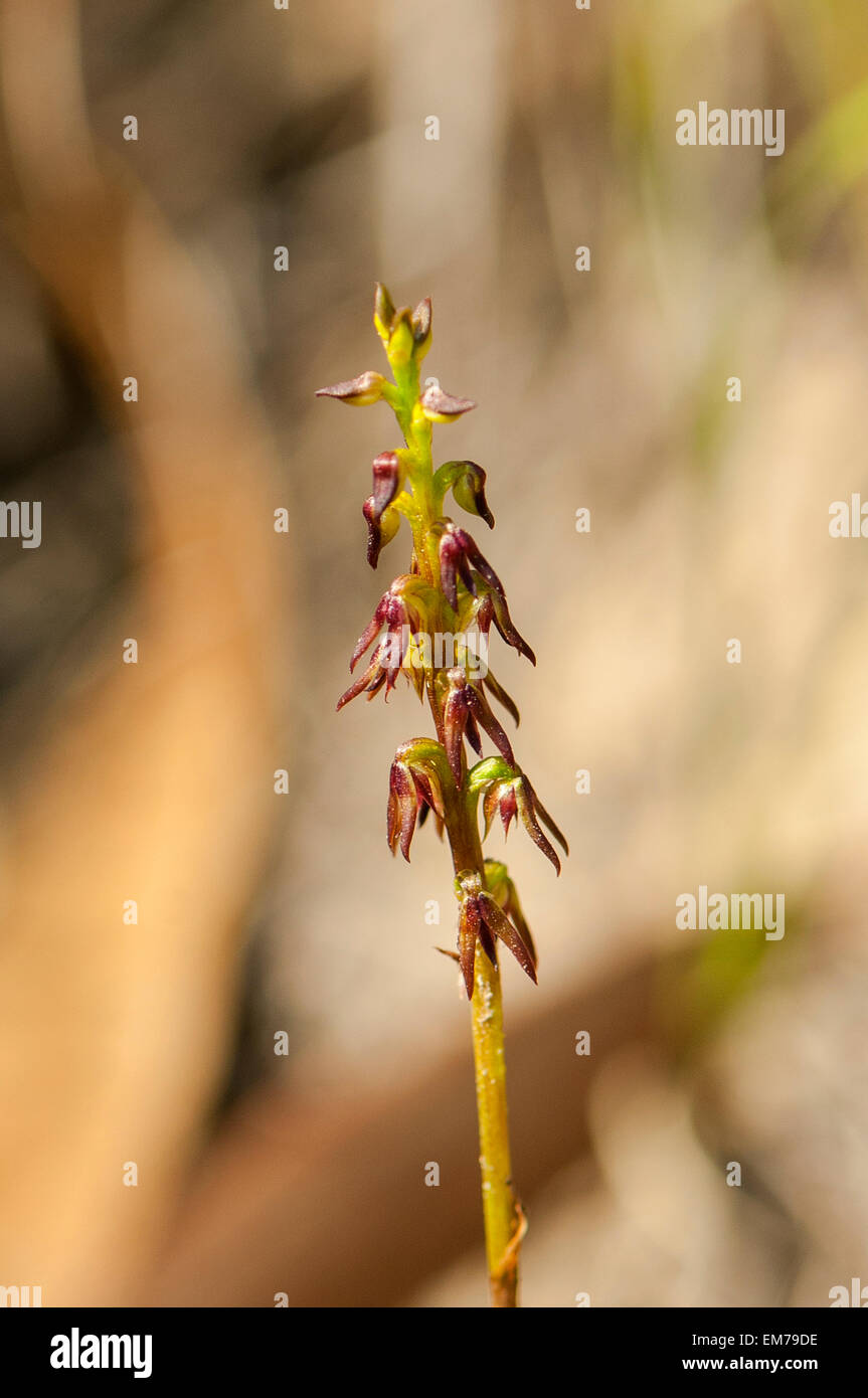 Corunastylis nuda, petite orchidée moucheron à Baluk Flore Willam Réserver, Belgrave Sud, Victoria, Australie Banque D'Images