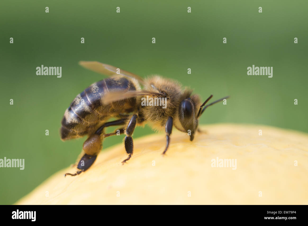 Gros plan sur abeille sur fond vert Banque D'Images