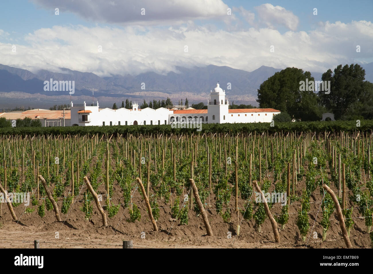 Vignoble de Bodega El Esteco Winery, Cafayate, Salta, Argentine Banque D'Images