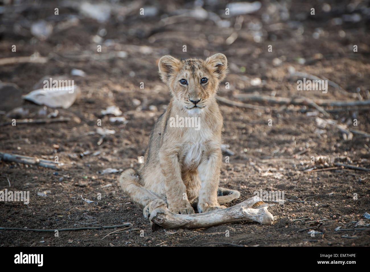 Lion d'Asie (Panthera leo persica) cub avec un animal bone, Rif ou zone d'interprétation Devalia Safari Park Banque D'Images