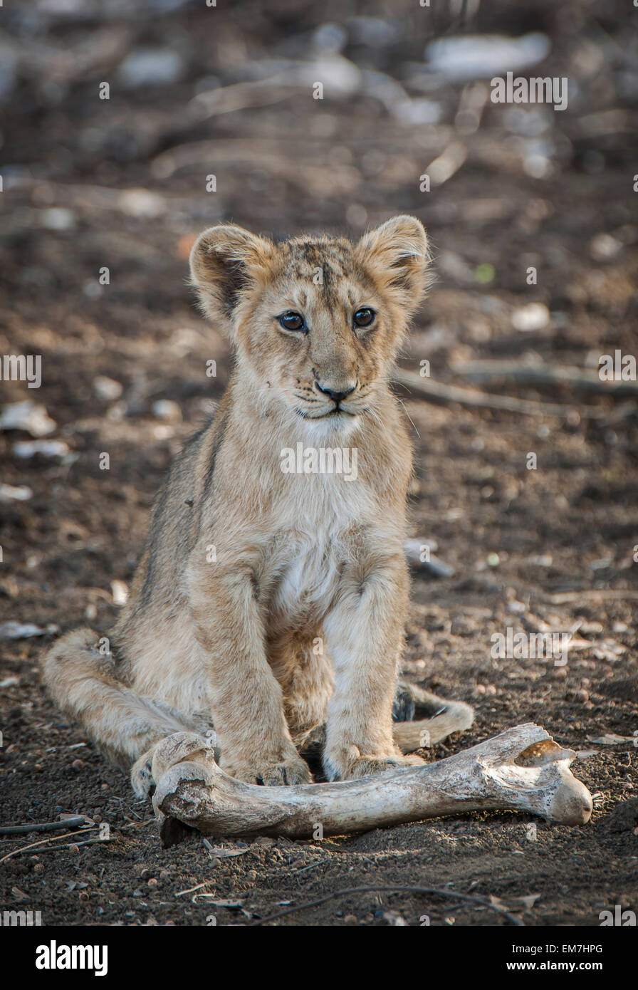 Lion d'Asie (Panthera leo persica) cub avec un animal bone, Rif ou zone d'interprétation Devalia Safari Park Banque D'Images