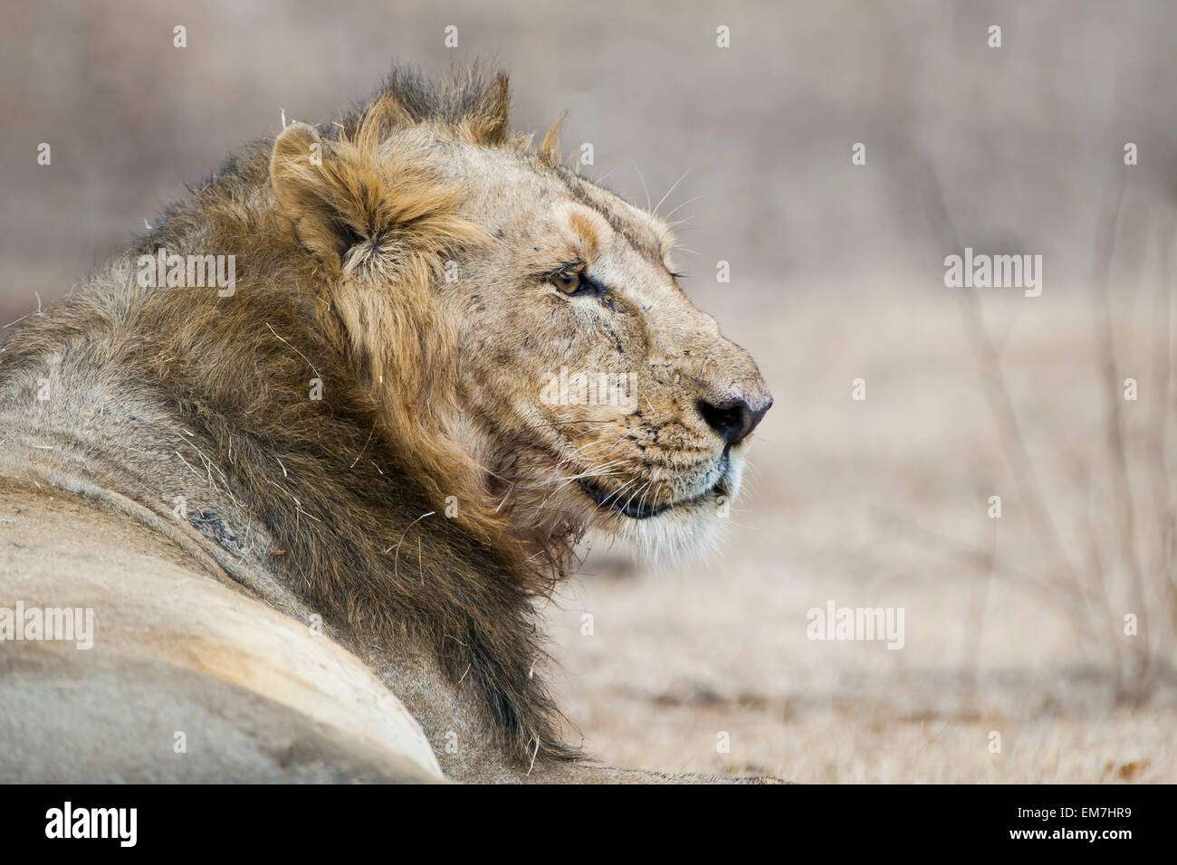 Lion d'Asie (Panthera leo persica), homme, portrait, Rif ou zone d'interprétation Devalia Safari Park, Rif Forest National Park Banque D'Images