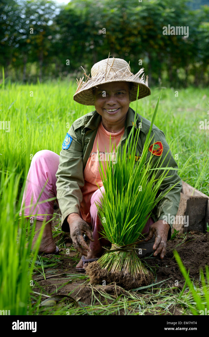 Agriculteur de riz avec des plants de riz, village de Lam, Rukam Rozma sous-district, Aceh, Indonésie Banque D'Images