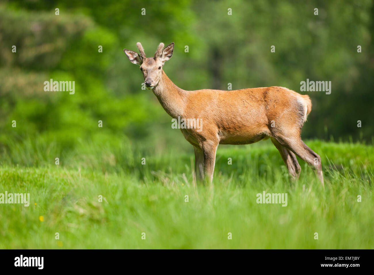 Les jeunes red deer (Cervus elaphus) avec ses bois de velours, captive, Saxe, Allemagne Banque D'Images