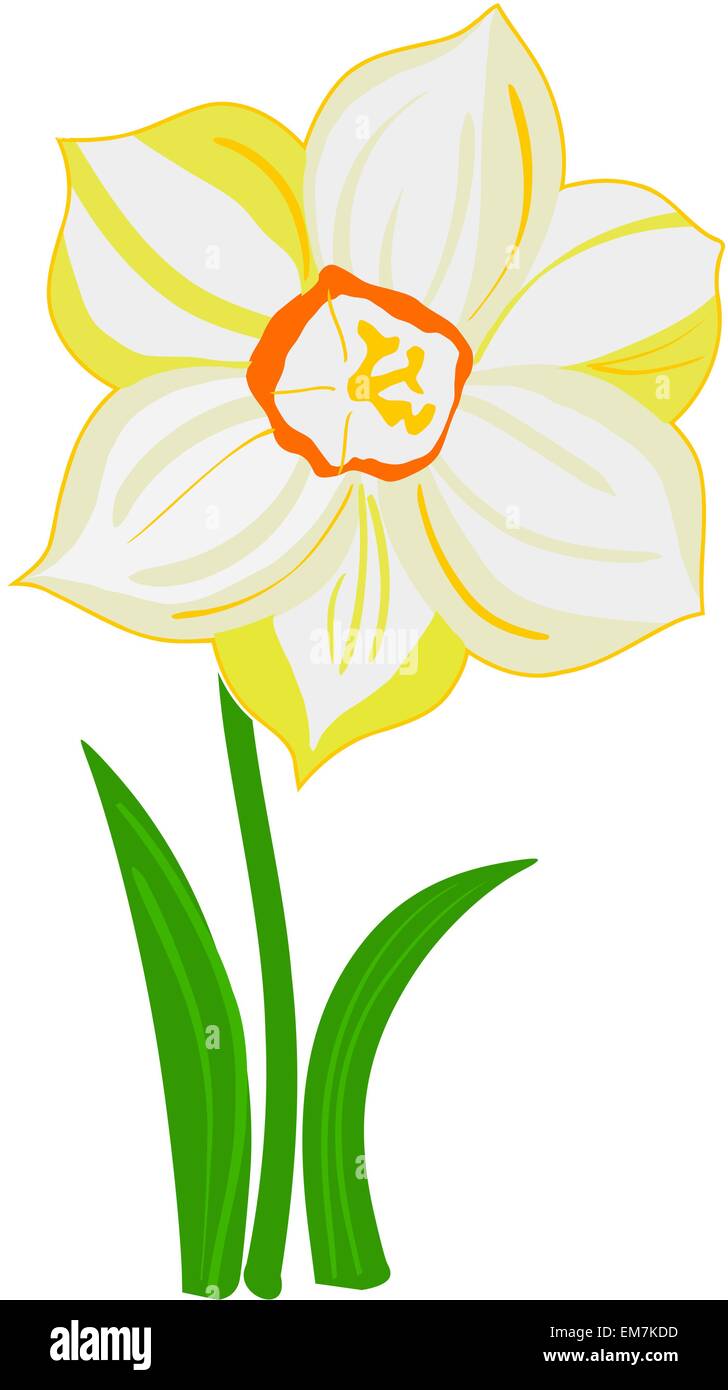 Fleurs de narcisses Illustration de Vecteur