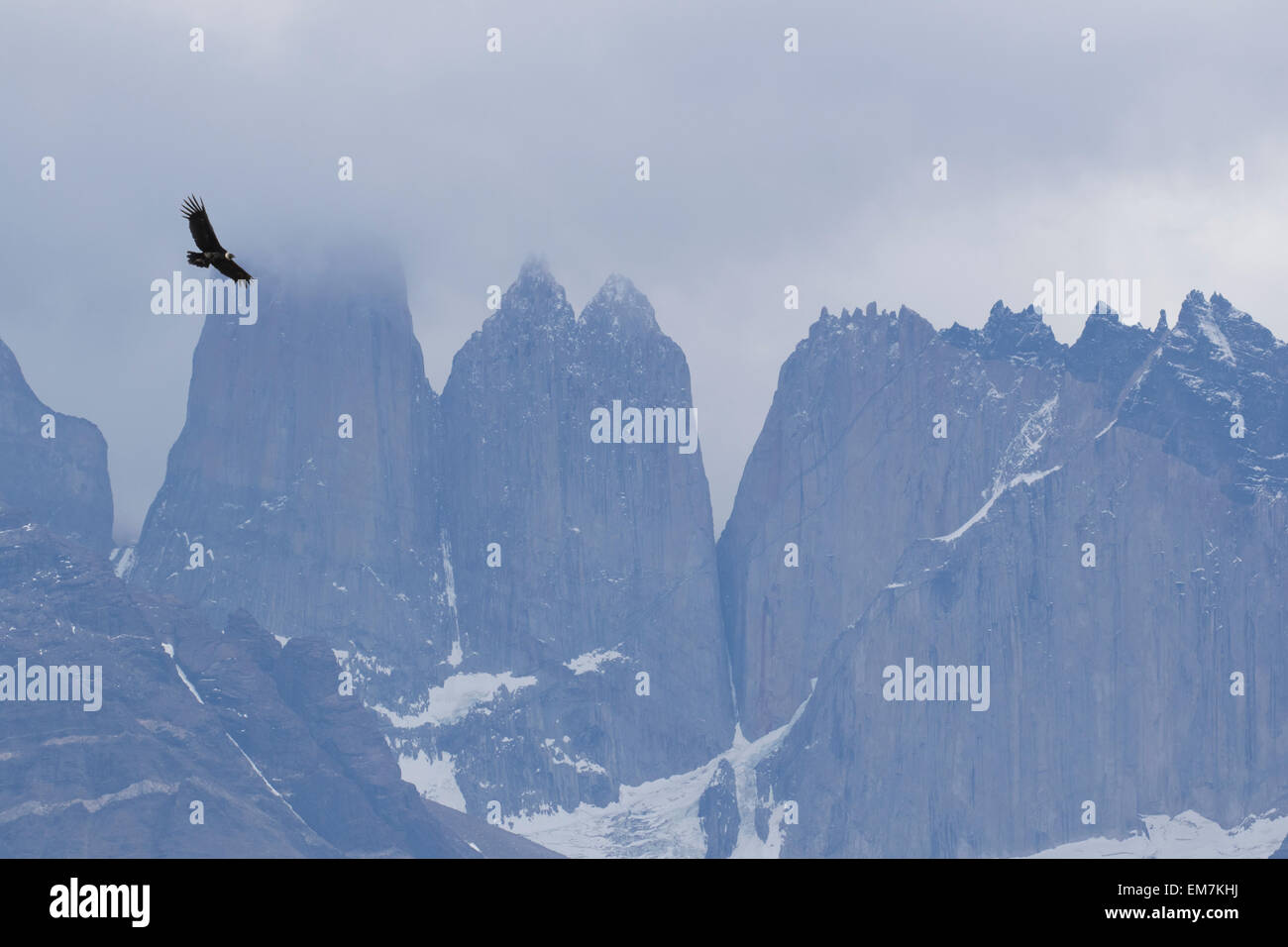 Condor des Andes, Vultur gryphus, Torres del Paine, en Patagonie, au Chili. Famille Cathartidae Banque D'Images