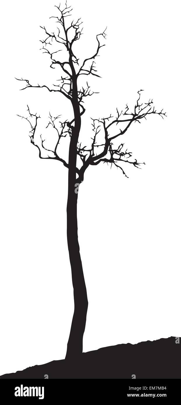 Acacia, un vieil arbre sec Illustration de Vecteur