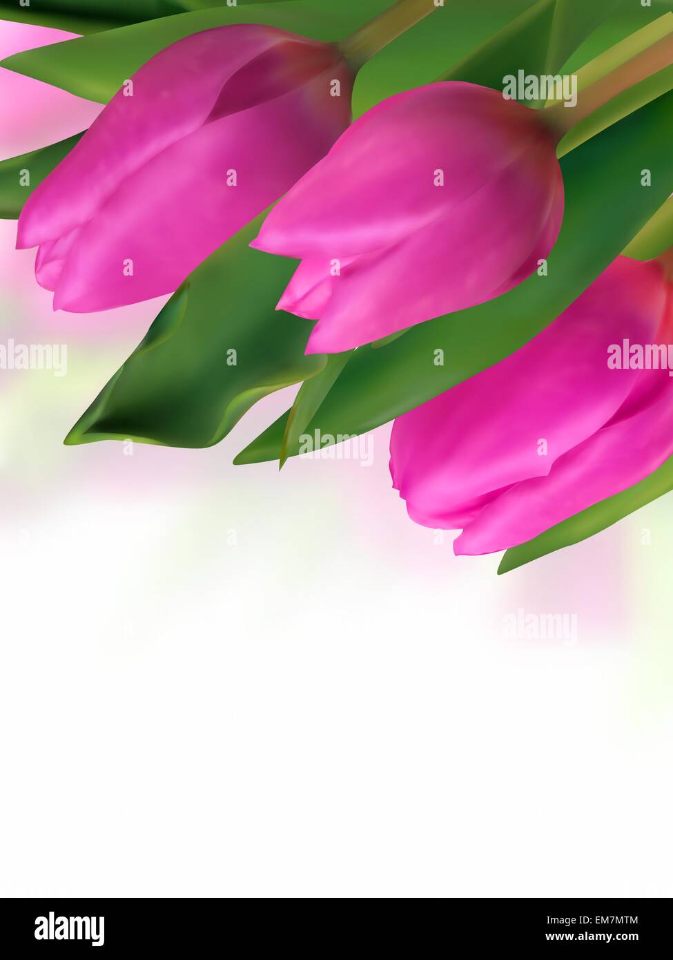 Tulipe rose avec des origines floues. Illustration de Vecteur
