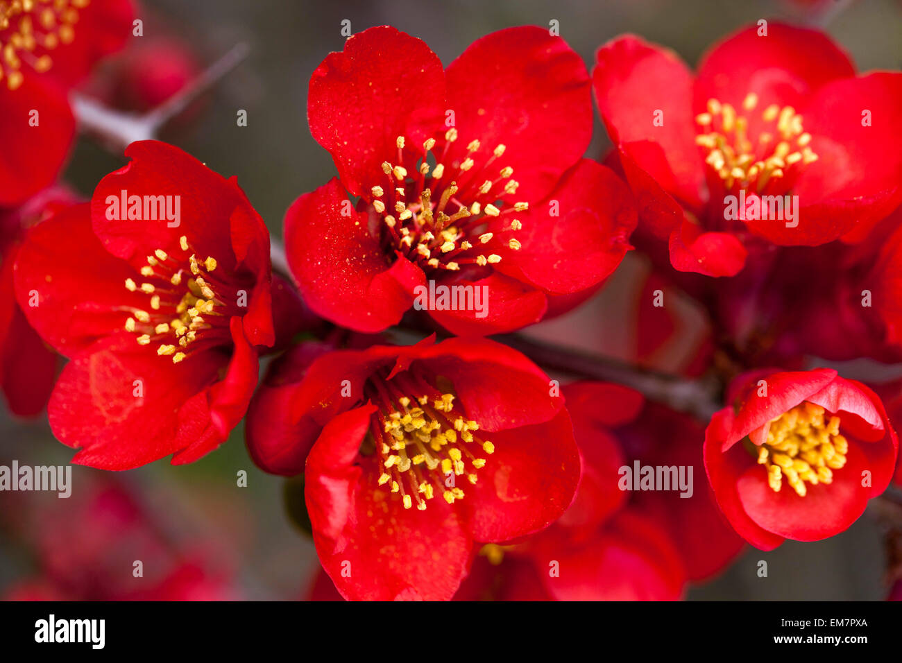 Chaenomeles fleurs Chaenomeles Nicoline Coince Rouge Chaenomeles x superba Nicoline Spring Blossom Fermer les fleurs de coing japonais en fleurs de coing Banque D'Images