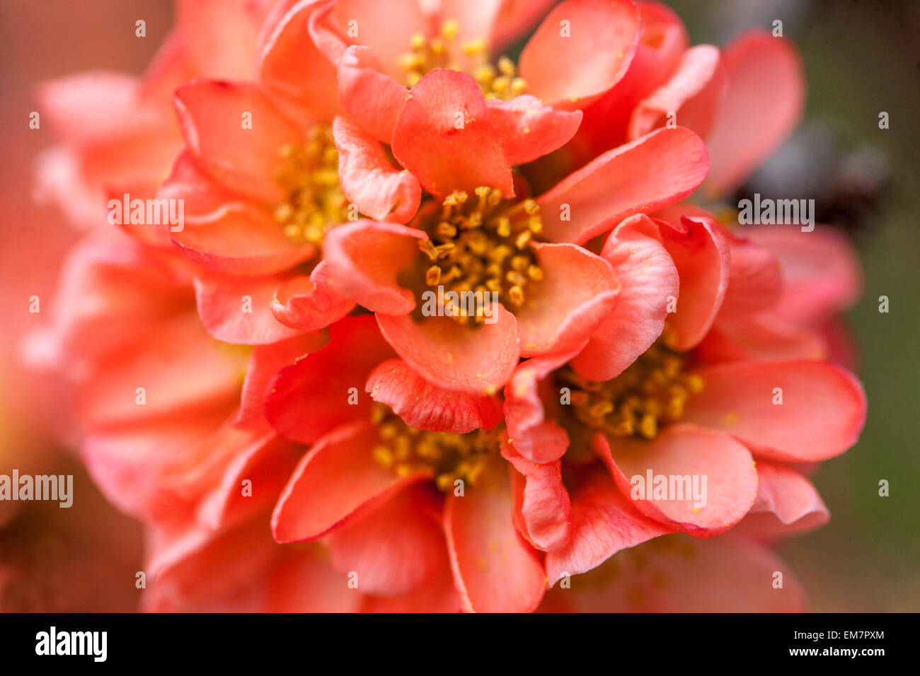 Flowering quince Chaenomeles superba 'Coral Sea' dans un jardin Banque D'Images