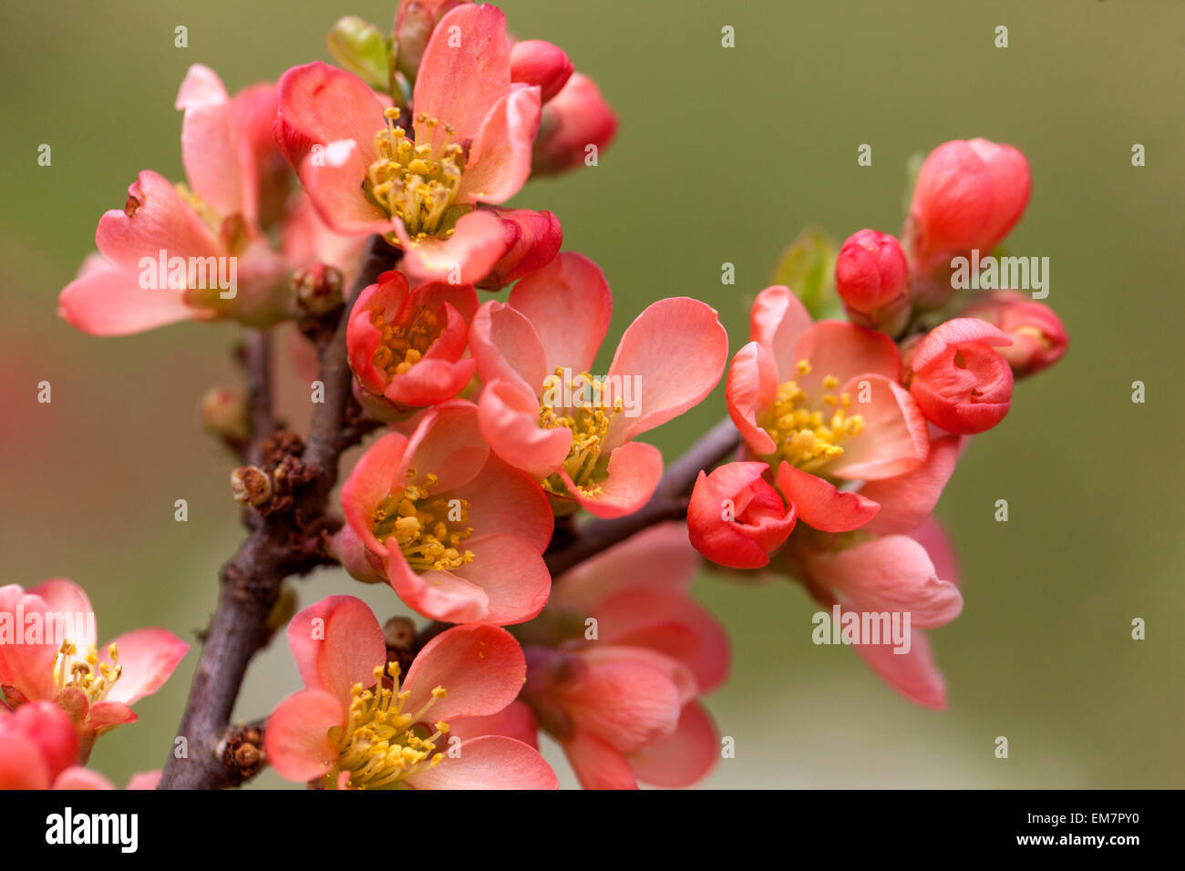 Flowering quince Chaenomeles superba 'Coral Sea' dans un jardin Banque D'Images